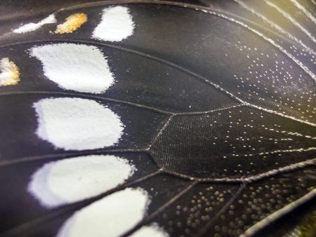 macro photo of a butterfly wingの写真素材