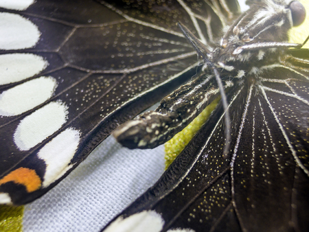 macro photo of a butterfly wingの写真素材