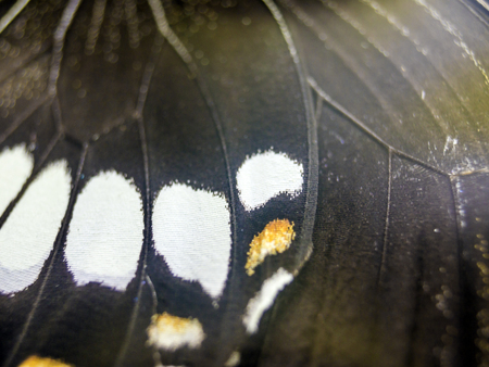 macro photo of a butterfly wingの写真素材