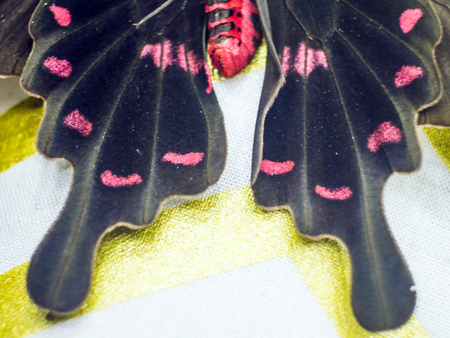 macro photo of a butterfly wingの写真素材
