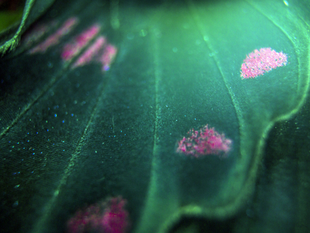 macro photo of a butterfly wingの写真素材