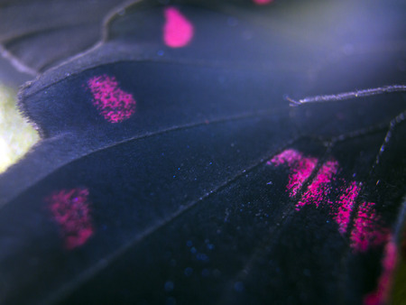 macro photo of a butterfly wingの写真素材