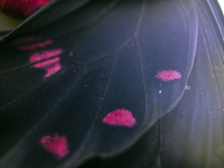 macro photo of a butterfly wingの写真素材