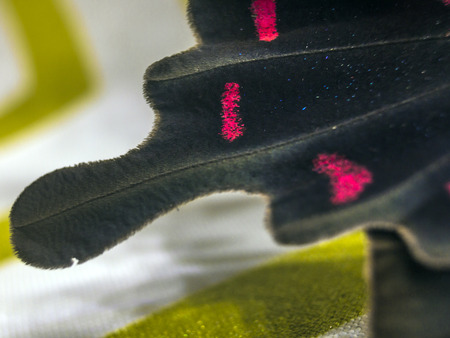 macro photo of a butterfly wingの写真素材