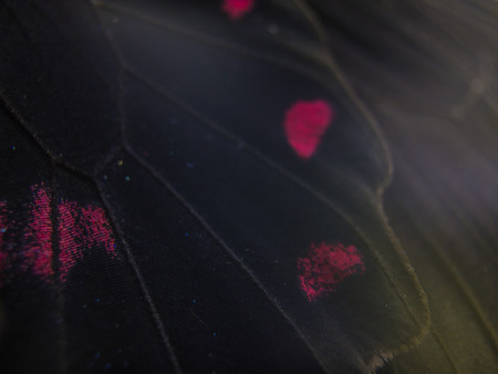 macro photo of a butterfly wingの写真素材