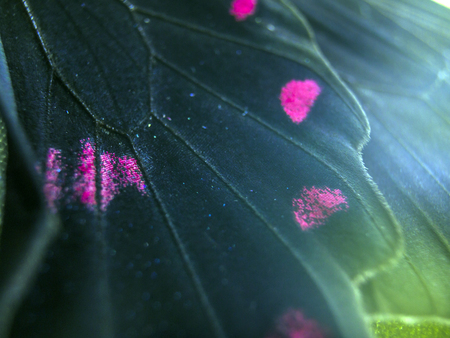macro photo of a butterfly wingの写真素材