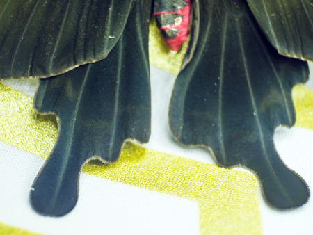 macro photo of a butterfly wingの写真素材