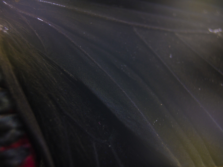 macro photo of a butterfly wingの写真素材