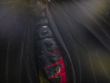 macro photo of a butterfly wingの写真素材