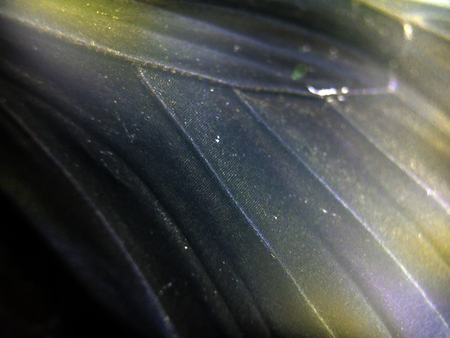 macro photo of a butterfly wingの写真素材