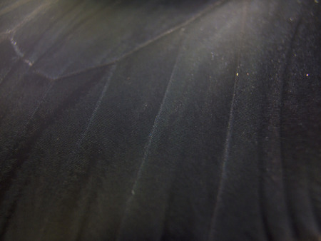 macro photo of a butterfly wingの写真素材