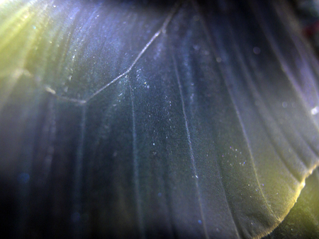 macro photo of a butterfly wingの写真素材