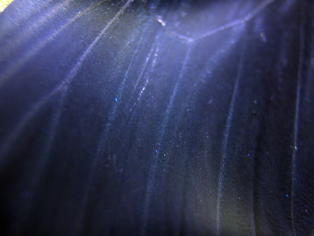 macro photo of a butterfly wingの写真素材