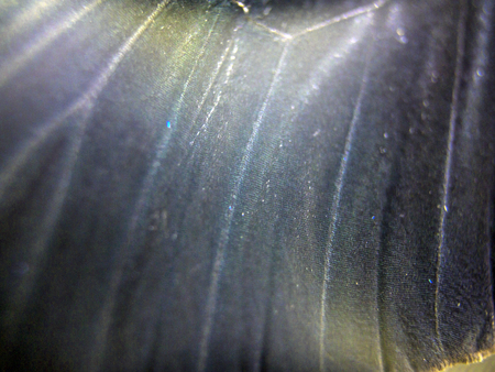 macro photo of a butterfly wingの写真素材
