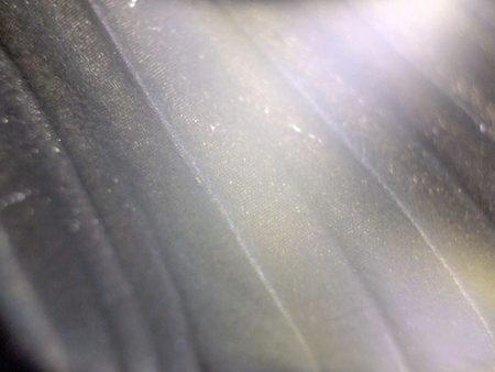 macro photo of a butterfly wingの写真素材