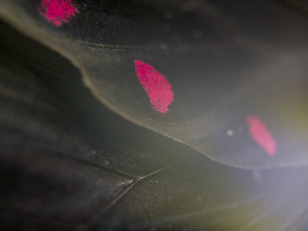 macro photo of a butterfly wingの写真素材
