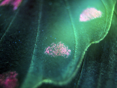 macro photo of a butterfly wingの写真素材