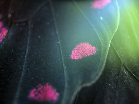 macro photo of a butterfly wingの写真素材