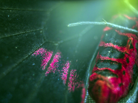macro photo of a butterfly wingの写真素材