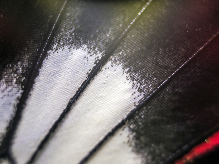 macro photo of a butterfly wingの写真素材