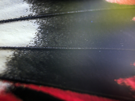 macro photo of a butterfly wingの写真素材
