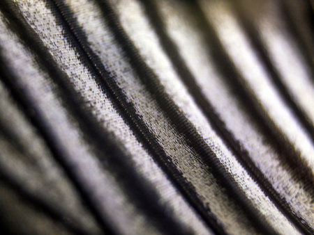 macro photo of a butterfly wingの写真素材