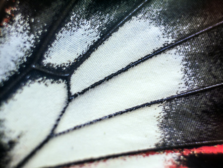 macro photo of a butterfly wingの写真素材