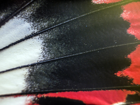 macro photo of a butterfly wingの写真素材