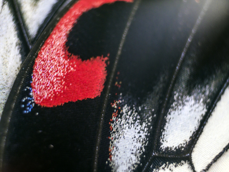 macro photo of a butterfly wingの写真素材