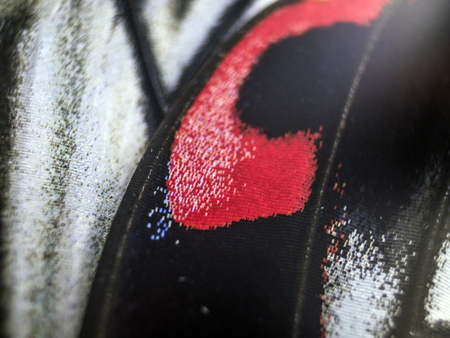macro photo of a butterfly wingの写真素材