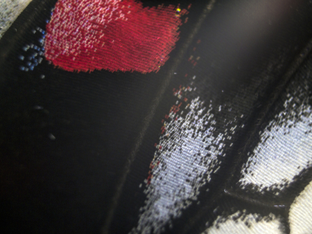 macro photo of a butterfly wingの写真素材