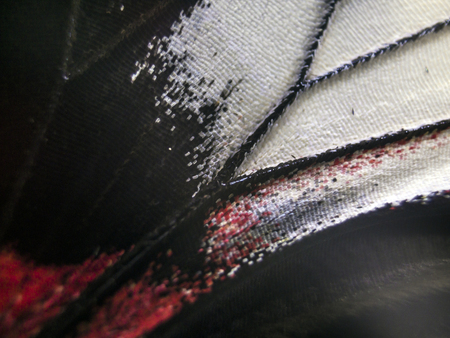 macro photo of a butterfly wingの写真素材