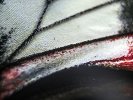 macro photo of a butterfly wingの写真素材