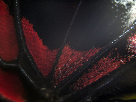 macro photo of a butterfly wingの写真素材