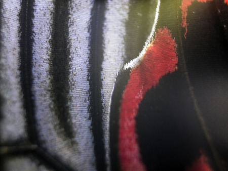 macro photo of a butterfly wingの写真素材