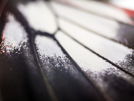 macro photo of a butterfly wingの写真素材
