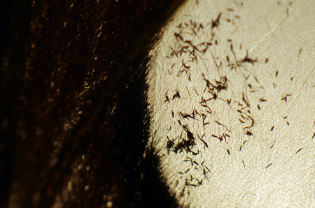macro photo of a butterfly wingの写真素材