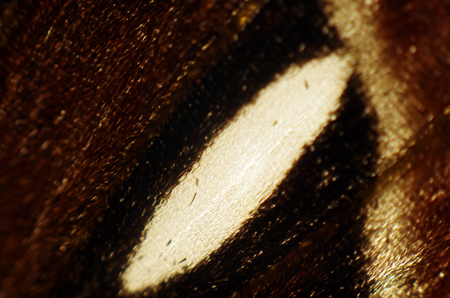 macro photo of a butterfly wingの写真素材