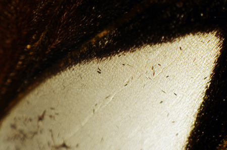 macro photo of a butterfly wingの写真素材