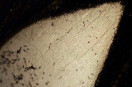 macro photo of a butterfly wingの写真素材