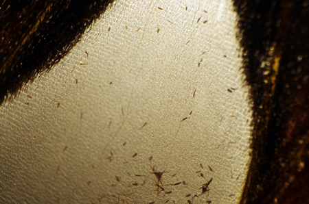 macro photo of a butterfly wingの写真素材