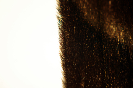 macro photo of a butterfly wingの写真素材