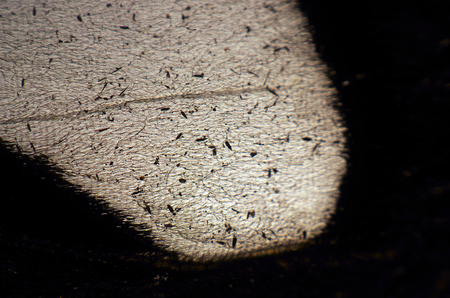 macro photo of a butterfly wingの写真素材