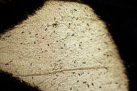 macro photo of a butterfly wingの写真素材