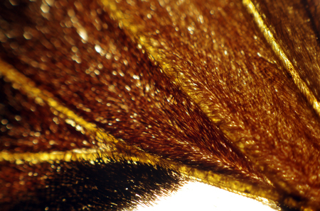 macro photo of a butterfly wingの写真素材