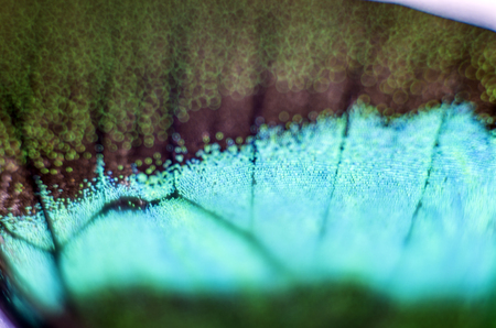 macro photo of a butterfly wingの写真素材