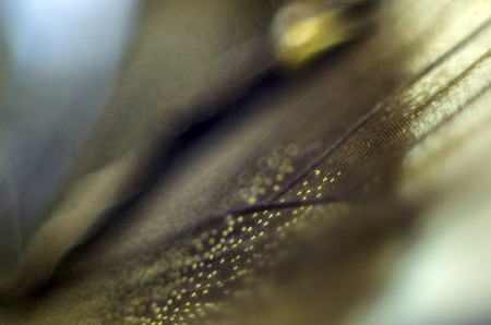 macro photo of a butterfly wingの写真素材