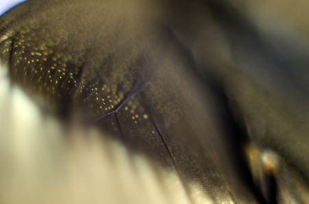 macro photo of a butterfly wingの写真素材