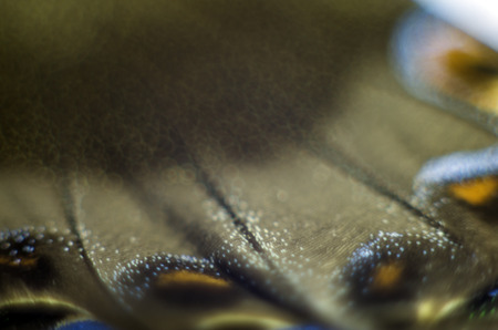 macro photo of a butterfly wingの写真素材