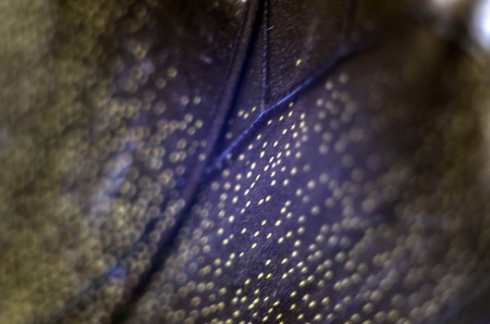 macro photo of a butterfly wingの写真素材